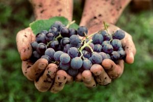 Keep Eating Those Grapes for Good Health