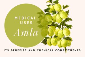 Medical Uses of Amla, Its Benefits and Chemical Constituents