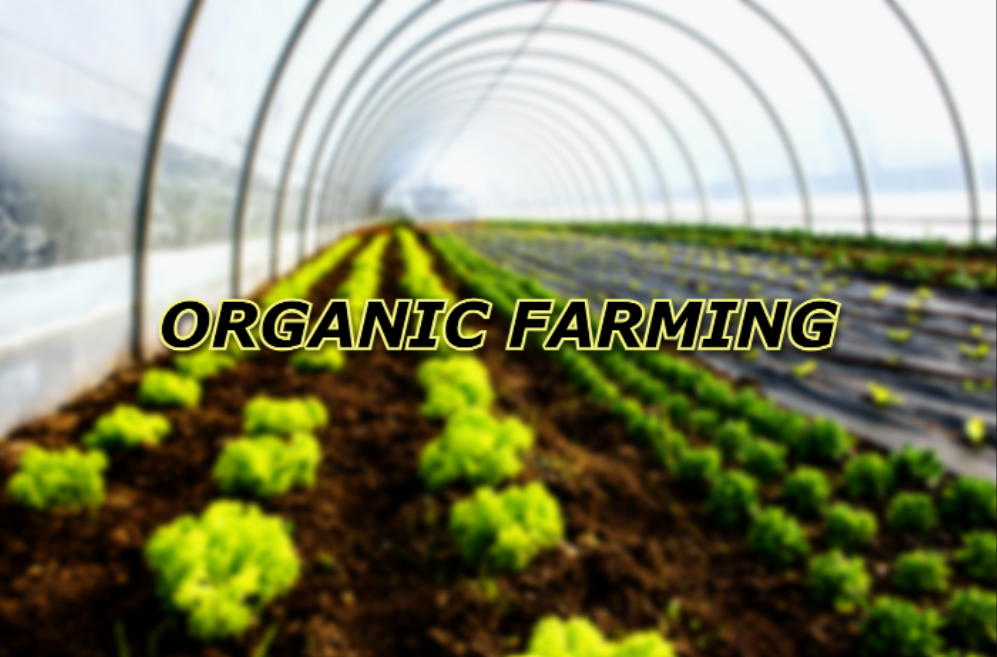 From Farm to Table Why Organic Farming is the Key to Tastier NutrientRich Food